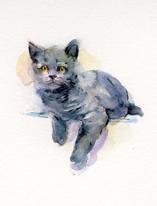 Gattino grigio