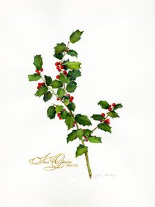 Agrifoglio botanico