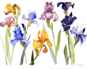 Iris da John Keeling