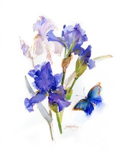 Iris con farfalla blu da John Keeling
