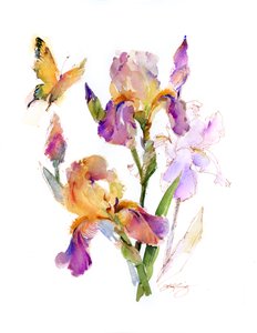 Iris con farfalla gialla