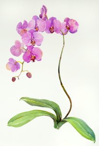 Orchidea botanica