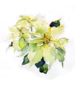 Stella di Natale bianca