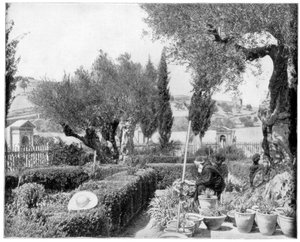 Il Giardino del Getsemani, Palestina, fine XIX secolo