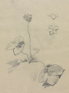 Anemone da John La Farge