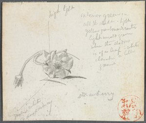 Fiore di Fragola da John La Farge