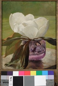 Fioritura di Magnolia da John La Farge or Lafarge