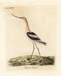 Avocetta americana, Recurvirostra americana. Incisione colorata a mano tratta da A General History of Birds di John Latham, Winchester da John Latham