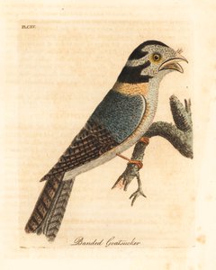 Aegotheles cristatus o Podargus strigoides? Incisione colorata a mano disegnata e incisa da John Latham dal suo A General History of Birds, Winchester da John Latham