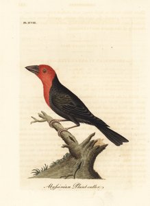Barbetto dal becco nero, Lybius guifsobalito (Tagliapiante abissino, Loxia tridactyla). Incisione a mano colorata disegnata e incisa da John Latham dal suo A General History of Birds, Winchester da John Latham