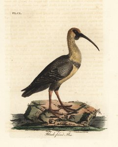 Ibis faccianera, Theristicus melanopis. Incisione colorata a mano tratta da A General History of Birds di John Latham, Winchester da John Latham