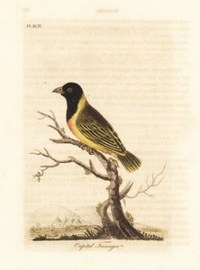Tessitore dal collare giallo e testa nera, Ploceus melanocephalus capitalis (Capital tanager, Tanagra capitalis). Incisione a mano colorata disegnata e incisa da John Latham dal suo libro A General History of Birds, Winchester da John Latham