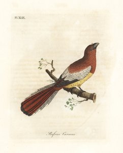 Trogone dalla gola nera, Trogon rufus, femmina (Curucui rufous, Trogon rufus). Copiato dall