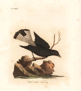 Culbianco nero, Oenanthe leucura (Tordo dalla coda bianca, Turdus leucurus). Incisione a mano colorata disegnata e incisa da John Latham dal suo libro A General History of Birds, Winchester