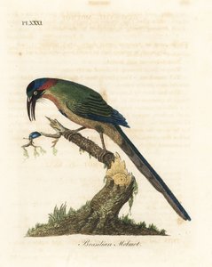 Motmot dalla corona blu, Momotus momota (Motmot brasiliano, Momotus brasiliensis). Incisione colorata a mano disegnata e incisa da John Latham dal suo A General History of Birds, Winchester da John Latham