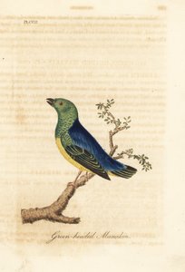 Clorofonia dal collare blu, Chlorophonia cyanea (Manachino dalla testa verde, nativo del Sud America). Incisione colorata a mano disegnata e incisa da John Latham dal suo A General History of Birds, Winchester