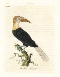Bucero di Blyth o papuano, Rhyticeros plicatus. Incisione colorata a mano disegnata e incisa da John Latham dal suo A General History of Birds, Winchester