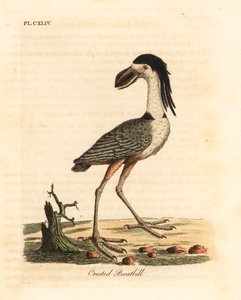 Nitticora beccolargo, Cochlearius cochlearius. Incisione colorata a mano tratta da A General History of Birds di John Latham, Winchester da John Latham