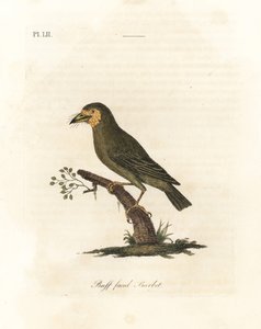 Barbet dalla testa marrone, Megalaima zeylanica. Incisione colorata a mano disegnata e incisa da John Latham dal suo A General History of Birds, Winchester da John Latham