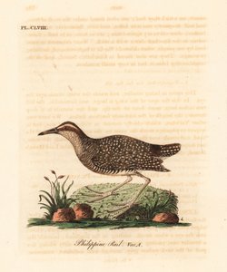 Rallo fasciato, Gallirallus philippensis. Incisione colorata a mano tratta da A General History of Birds di John Latham, Winchester da John Latham