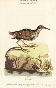 Rallo fasciato, Gallirallus philippensis da John Latham