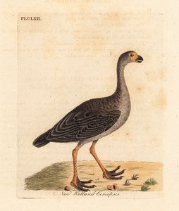 Oca di Cape Barren, Cereopsis novae hollandiae. Incisione colorata a mano disegnata e incisa da John Latham dal suo A General History of Birds, Winchester da John Latham