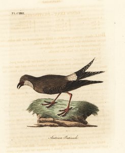 Pernice di collare, Glareola pratincola. Incisione colorata a mano disegnata e incisa da John Latham dal suo A General History of Birds, Winchester