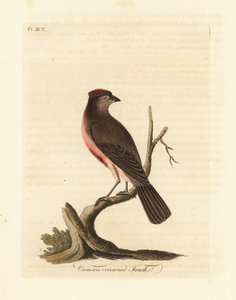 Organetto comune, Carduelis flammea (Fringuello dalla corona cremisi, Fringilla flammea). Rame inciso e colorato a mano disegnato e inciso da John Latham dal suo A General History of Birds, Winchester da John Latham