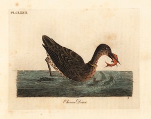 Cormorano usato per la pesca in Asia, forse un grande cormorano, Phalacrocorax carbo, o cormorano giapponese, Phalacrocorax capillatus. Incisione colorata a mano tratta da A General History of Birds di John Latham, Winchester
