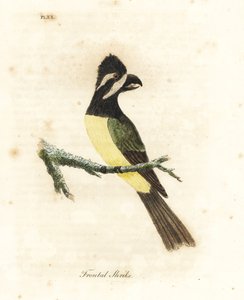Shrikepetit crestato, Falcunculus frontatus. Incisione colorata a mano disegnata e incisa da John Latham dal suo A General History of Birds, Winchester