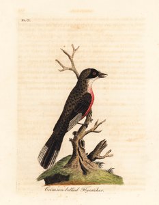 Pigliamosche dal ventre cremisi, Muscicapa coccinigastra. Specie di uccello sconosciuta copiata da un