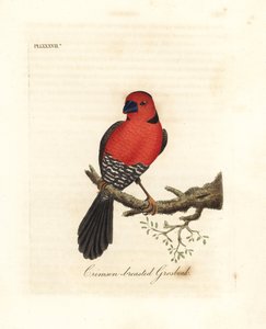 Grosbeak dal petto cremisi. Specie sconosciuta o forse estinta di grosbeak nativa dell