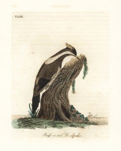Picchio crestato cremisi, Campephilus melanoleucos (Picchio crestato buffo, Picus melanoleucus). Basato su una pelle nel Museo Leveriano. Rame inciso e colorato a mano disegnato e inciso da John Latham dal suo A General History of Birds, Winchester da John Latham