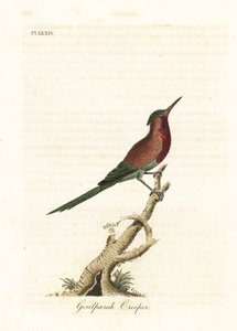Nettarinia cremisi, Aethopyga siparaja seheriae (Rampicante di Goulpourah). Rame inciso e colorato a mano disegnato e inciso da John Latham dal suo A General History of Birds, Winchester da John Latham