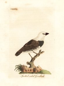 Diamante codafuoco, Stagonopleura guttata (Fringuello dai fianchi macchiati, Fringilla leucocephala). Incisione a mano colorata disegnata e incisa da John Latham dal suo libro A General History of Birds, Winchester da John Latham