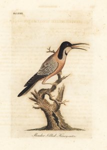 Acanthorhynchus tenuirostris. Australia. Incisione colorata a mano disegnata e incisa da John Latham dal suo A General History of Birds, Winchester