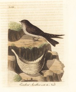 Rondone del nido commestibile, Aerodramus fuciphagus, e nido di saliva, usato nella zuppa di nido d