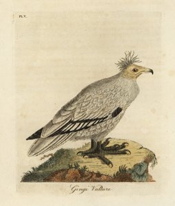 Avvoltoio egiziano, Neophron percnopterus ginginianus. 1824 (incisione)