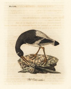 Beccaccia di mare eurasiatica, Haematopus ostralegus da John Latham