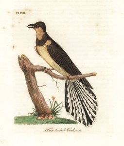 Cuculo dalla coda a ventaglio, Cacomantis flabelliformis (Cuculo dalla coda a ventaglio, Cuculus flabelliformis). Incisione colorata a mano disegnata e incisa da John Latham dal suo A General History of Birds, Winchester da John Latham
