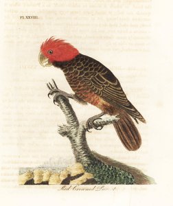 Cacatua gang-gang, Callocephalon fimbriatum. Incisione colorata a mano disegnata e incisa da John Latham dal suo A General History of Birds, Winchester da John Latham