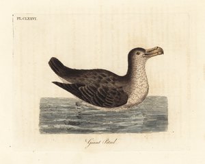 Petrello gigante, Macronectes giganteus (come Precellaria gigantea, errore per Procellaria gigantea). Incisione a mano colorata disegnata e incisa da John Latham dal suo A General History of Birds, Winchester