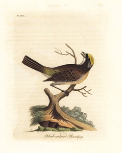 Passero dalla corona dorata, Zonotrichia atricapilla (Zigolo dalla corona nera, Emberiza atricapilla). Incisione a mano colorata disegnata e incisa da John Latham dal suo A General History of Birds, Winchester da John Latham