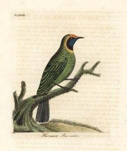 Foglia dorata, Chloropsis aurifrons. (Mangiatore di api Hurruwa, India.) Incisione a mano colorata disegnata e incisa da John Latham dal suo A General History of Birds, Winchester da John Latham