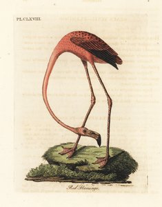 Fenicottero maggiore, Phoenicopterus roseus, o fenicottero americano, Phoenicopterus ruber (Fenicottero rosso, Phaenicopterus ruber). Incisione a mano colorata disegnata e incisa da John Latham dal suo A General History of Birds, Winchester da John Latham