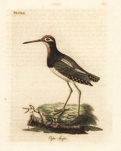Pittima maggiore, Rostratula benghalensis da John Latham