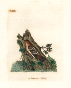 Mirmoterula della Guiana, Myrmotherula surinamensis. Vulnerabile. Incisione colorata a mano disegnata e incisa da John Latham dal suo A General History of Birds, Winchester