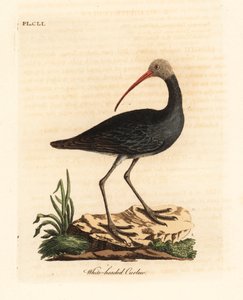 Ibis hadada, Bostrychia hagedash. Incisione colorata a mano disegnata e incisa da John Latham dal suo A General History of Birds, Winchester