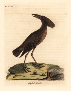 Hamerkop, Scopus umbretta. Incisione colorata a mano disegnata e incisa da John Latham dal suo A General History of Birds, Winchester da John Latham