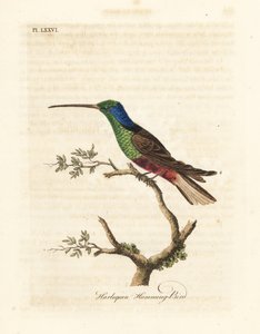 Colibrì arlecchino, Trochilus multicolor. Specimen fabbricato nel British Museum. Incisione a mano colorata disegnata e incisa da John Latham dal suo A General History of Birds, Winchester da John Latham